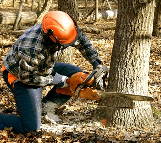 Tree Removal in Poyen, AR
